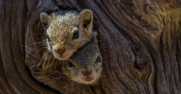 Squirrel removal and control