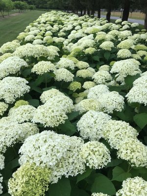 Annabelle Hydrangeas