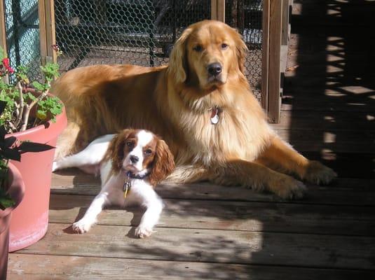 Here's Kaiya and Charlie, our canine companions!