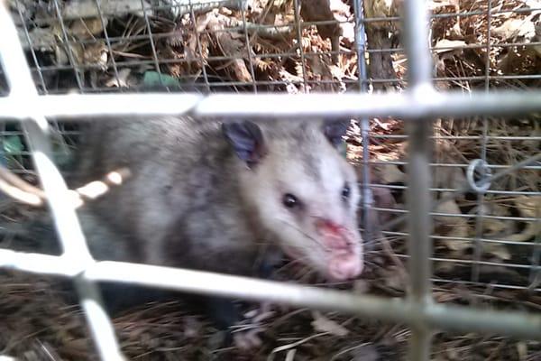 Possum  takes the bait and get trap. The trap was for a coyote.  Woodstock Ga