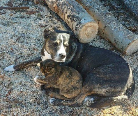 Onyx  cuddling with Maylin