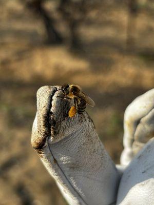 Kern County Bees