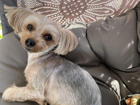 My beautiful baby Sapphire after her grooming appointment:)