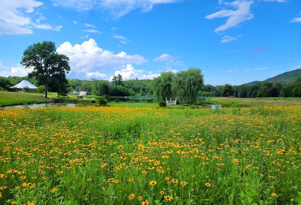 Lake in full bloom