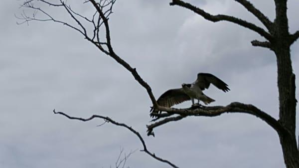 Osprey with a fish on its foot.