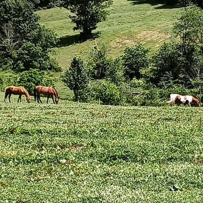 Sunny Knoll Stables