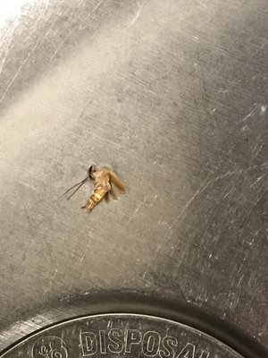 The insect in my iced cofffee