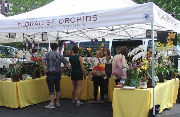 Dupont Circle Farmers' Market Sundays 8:30AM-1:30PM
 Falls Church Farmers' Market Saturdays 8AM-Noon
 Floradise Greenhouse:  Wed-Sun 10-5