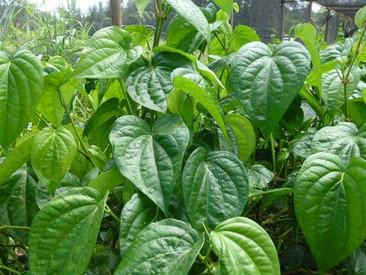 Pann Leaf - growing vigorously www.basilfarmhawaii.com