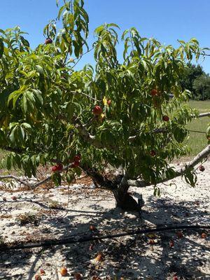 Florida Sweeties You - Pick Peaches