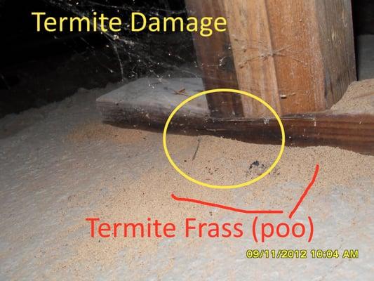 Termite Damage Found