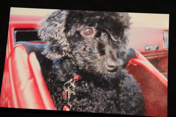 Trudy, in her leather & carpeted car box