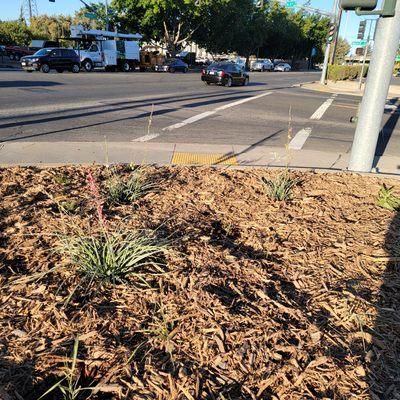 Drip irrigation, planting, & mulch installation
August 2022