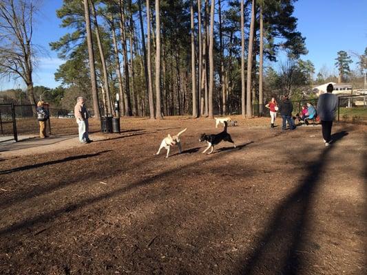 Lotsa running at the dog park!