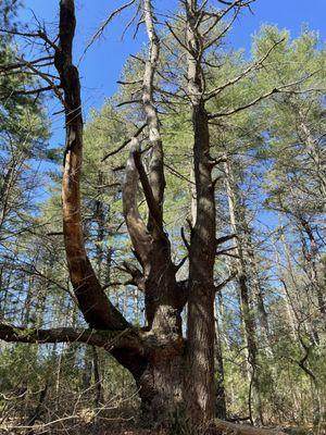 Queen's River Nature Preserve