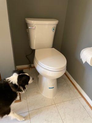 Our new "throne" -- our pup approves!