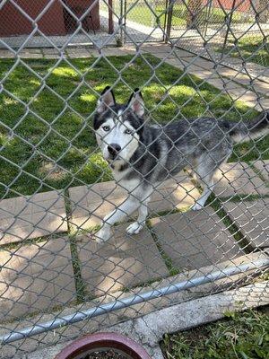 Hideaway Kennels