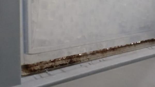 Mold in the ice machine.