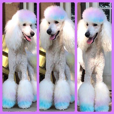 Shampoochie's Dog Grooming