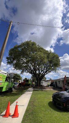 West Indian mahogany tree