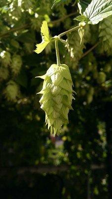 Watching hops grow on the Hop Deck