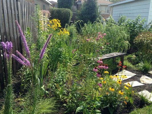 A rain garden in Norridge. There's one tall weed here, waiting to be pulled; can you find it?