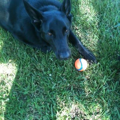 Zeke and his ball at the dog park!