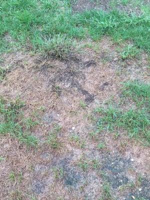 My lawn continues to deteriorate due to lack of service from Scott's. I have been trying for a month to have them come address.