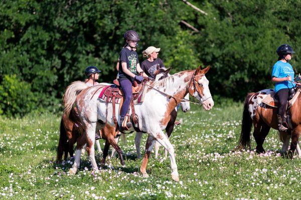 Beautiful Horses