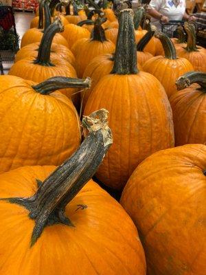 Massive pumpkins