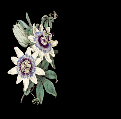 Flowers By Fiore's Passion Flower