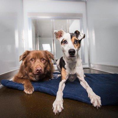 Have multiple pups? Enjoy discounted boarding rates when your dogs share a room.