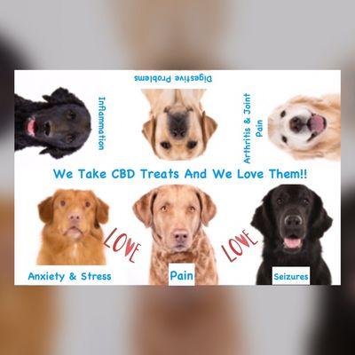 CBD Used On Our Furry Best Friends