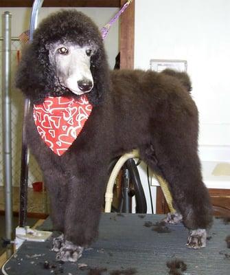 Standard Poodle Puppy