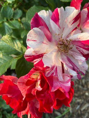 War Memorial Rose Garden