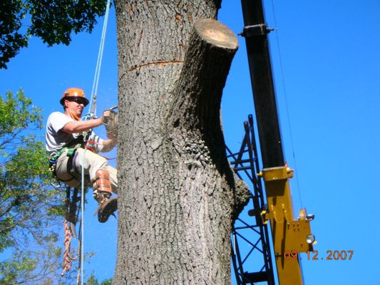 Williams Brothers Tree & Lawn Service