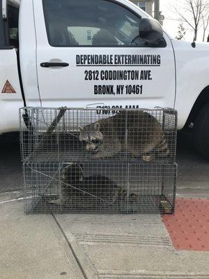 Raccoon Trapping using Havahart Traps