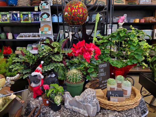 House plants and holiday decor