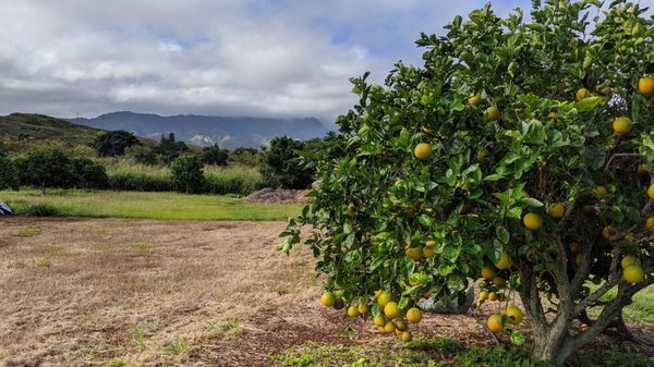 Oranges with a view