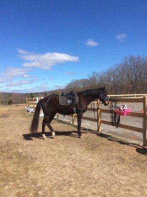 Lesson horse, ottb