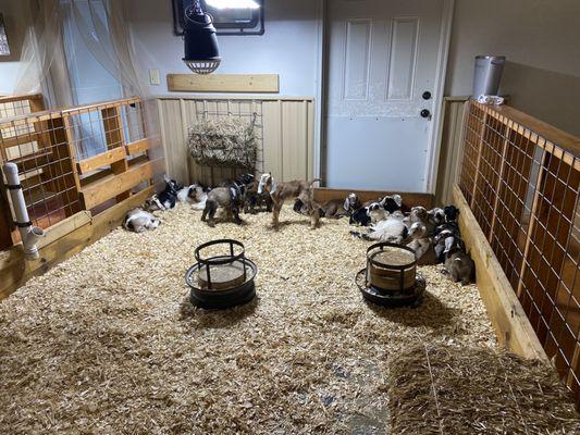 The nursery for baby goats.