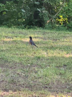 American Robin