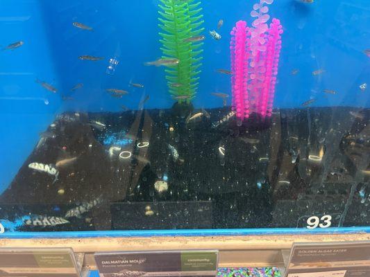 Rubber bands in every fish tank. The fish tanks were filthy and not cleaned at all. The tanks were foggy.