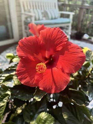 Hibiscus