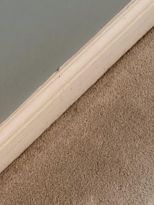 Hair along baseboard