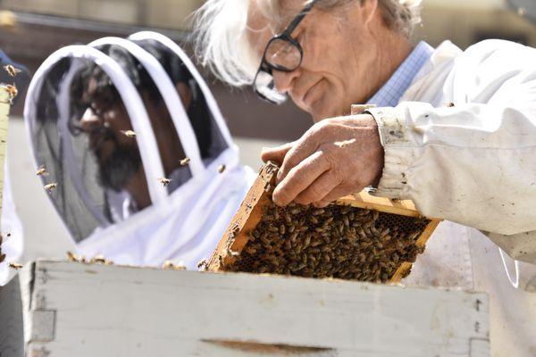 Spencer tending hives on the Fairmont-SF rooftop. The bees do very well here collecting pollen from the flowers of San Francisco gardens.