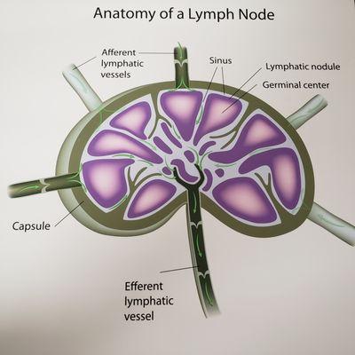 Umbilicus & Cisterna Chyli (UNC Acupuncture Clinic)