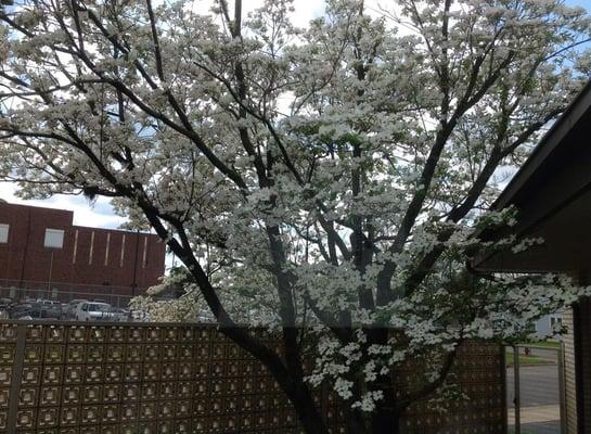 The beautiful dogwood in full bloom this spring on the patio at the Lebanon law office.