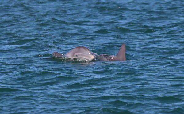 Capt Sheri's Wild About Dolphins