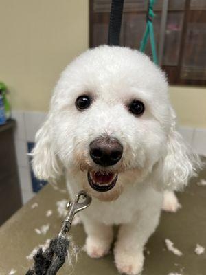 A bichon or a little white teddy bear??